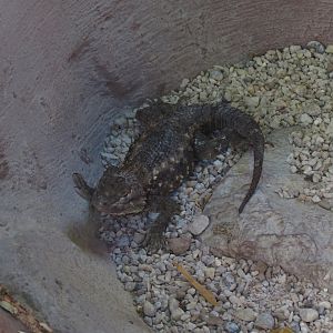 Desert Spiny Lizard Exhibit