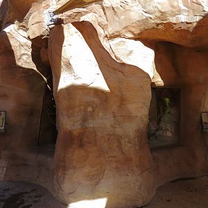 Desert Spiny Lizard Exhibit