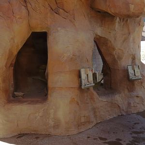 Lizard Exhibit - 3 species