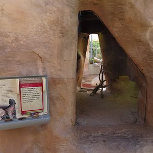 Lizard Exhibit - 3 species