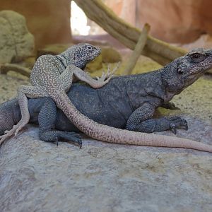 Lizard Exhibit - 3 species - Chuckwalla and Great Basin Collared Lizard