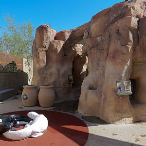 Lizard Exhibit - 3 species