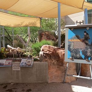 Gray Fox Exhibit
