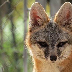 Gray Fox Exhibit