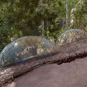 Desert Cottontail Exhibit