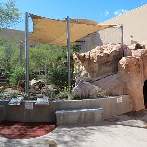 Desert Cottontail Exhibit