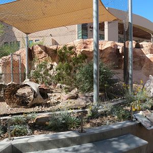 Desert Cottontail Exhibit