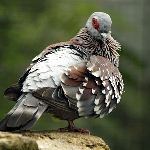 Triangular-spotted pigeon