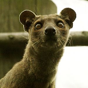 Fossa