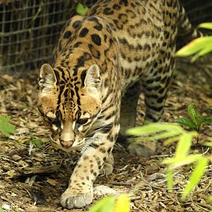 Ocelot