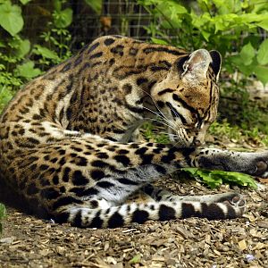 Ocelot