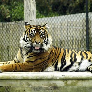 Sumatran tiger - Ratna