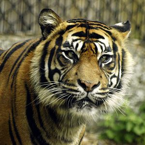 Sumatran tiger - Ratna