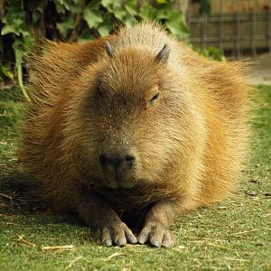 Capybara