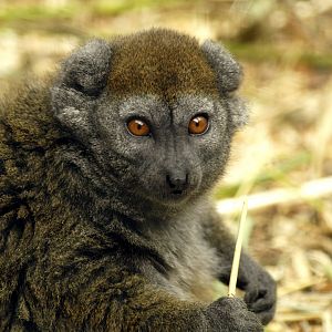 Alaotran gentle lemur