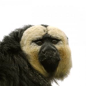 White-faced saki