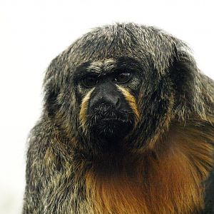 White-faced saki