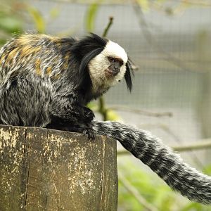 Geoffroy's marmoset