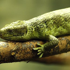 Monkey-tailed skink