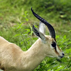 Dorcas gazelle
