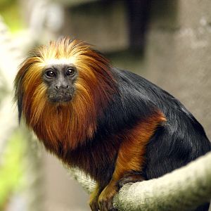 Golden-headed lion tamarin