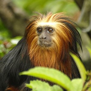 Golden-headed lion tamarin