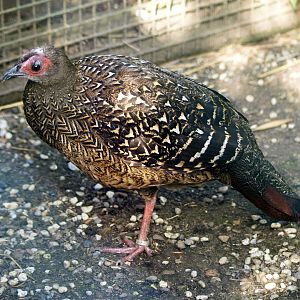 Hen Swinhoe's pheasant