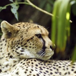 Cheetah