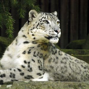 Snow leopard