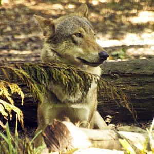 European wolf