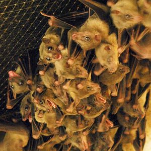 Egyptian fruit bat