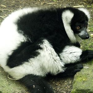 Black and white ruffed lemur