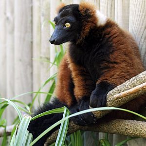 Red ruffed lemur