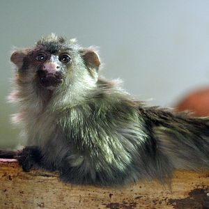 Black tailed marmoset