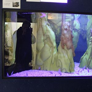 Blind cave fish-aquarium - with a little bit of vogelcommando