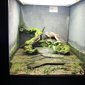 Enclosure Green newt