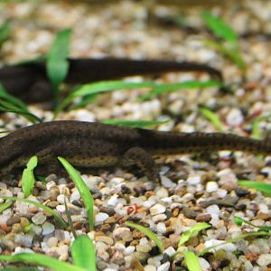 Green newt