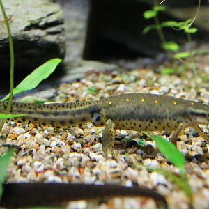 Green newt