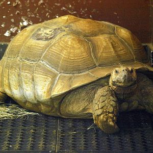 Sulcata tortoise