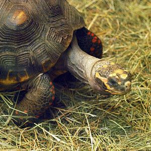 Red foot tortoise