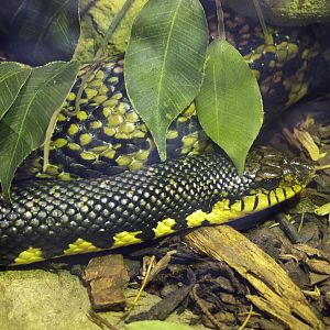 Madagascan giant hognose snake