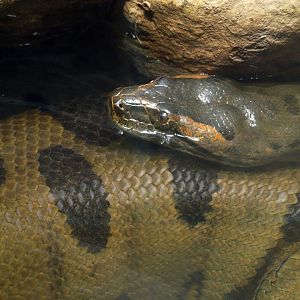 Green anaconda