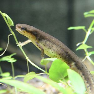 Green newt