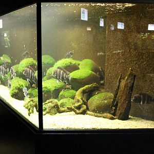 Cichlid - Catfish Aquarium
