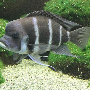 Cyphotilapia frontosa - Blue Zambia