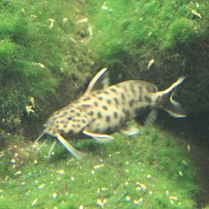 Synodontis petricola