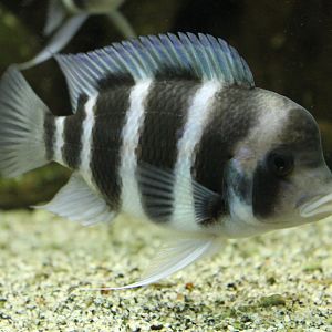 Cyphotilapia frontosa - Blue Zambia