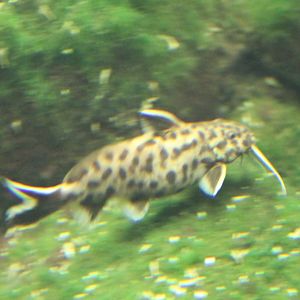 Synodontis petricola