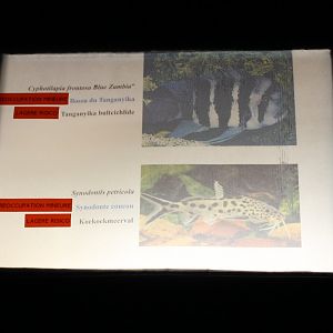 Cichlid - Catfish Sign