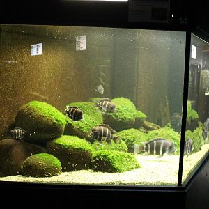 Cichlid - Catfish Aquarium